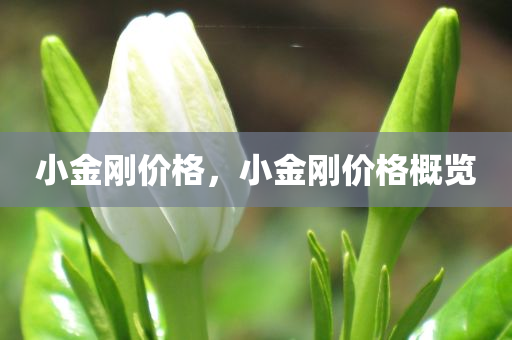 澳門導報 第66頁